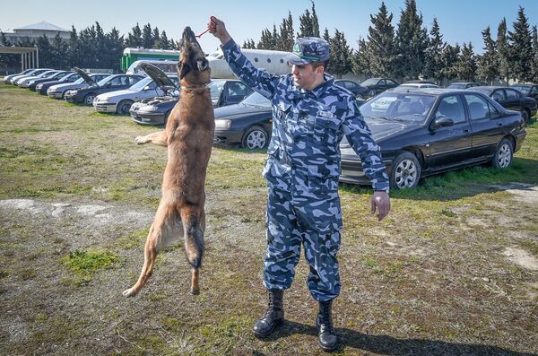 Собаки в Кинологическом Центре Государственного Таможенного Комитета Азербайджанской Республики - Sputnik Азербайджан