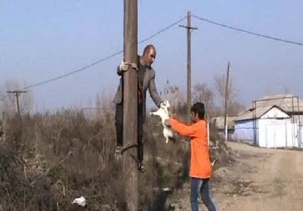Сальянское село обесточили ради спасения кошки - видео - Sputnik Азербайджан