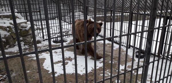 Косолапого, спасенного от губинского фермера, за два месяца поставят на ноги Косолапого, спасенного от губинского фермера, за два месяца поставят на ноги - Sputnik Азербайджан