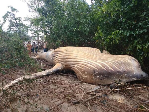Мертвый горбатый кит, найденный в джунглях Амазонки - Sputnik Азербайджан