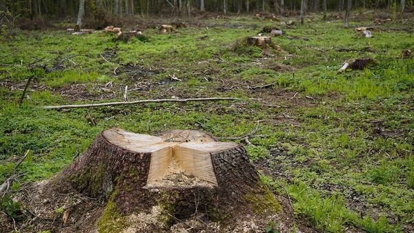Вырубленные деревья в лесу - Sputnik Азербайджан