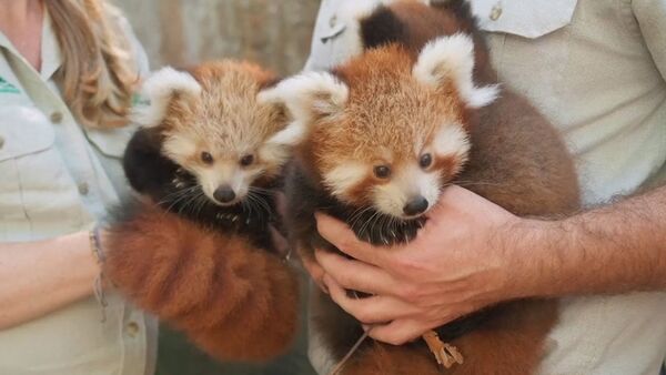 Трех детенышей редкой красной панды показали публике в зоопарке Сиднея - Sputnik Азербайджан