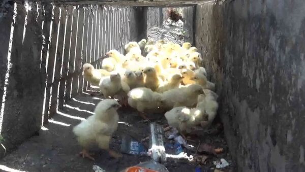 Как цыплят спасали из водостока в Таиланде - Sputnik Азербайджан