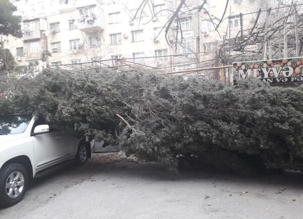 Ветер валит деревья и срывает кондиционеры с домов в Баку - предупреждение МЧС Ветер валит деревья и срывает кондиционеры с домов в Баку - предупреждение МЧС - Sputnik Азербайджан