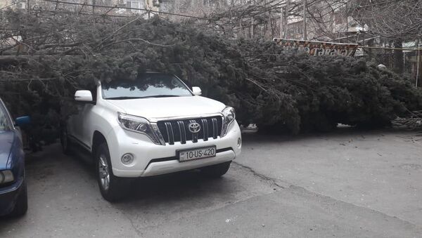 Ветер повалил вырванное с корнем дерево на два автомобиля марок Prado и BMW - Sputnik Азербайджан
