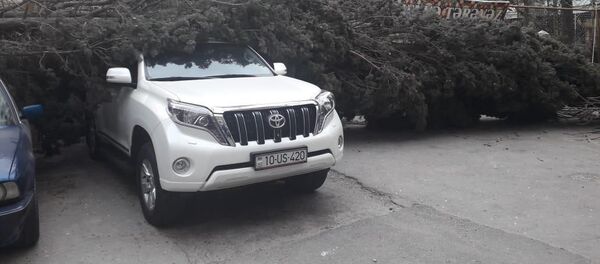 Ветер повалил вырванное с корнем дерево на два автомобиля марок Prado и BMW Ветер повалил вырванное с корнем дерево на два автомобиля марок Prado и BMW - Sputnik Азербайджан