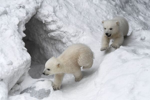 Белые медвежата в Новосибирском зоопарке - Sputnik Азербайджан