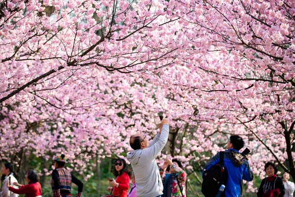 В Японии 27 марта празднуют праздник цветения сакуры, или Ханами - Sputnik Азербайджан
