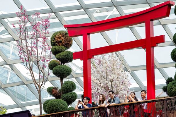 Посетители в природном парке Гарденс бай Бэй в Сингапуре наслаждаются цветущей сакурой - Sputnik Азербайджан
