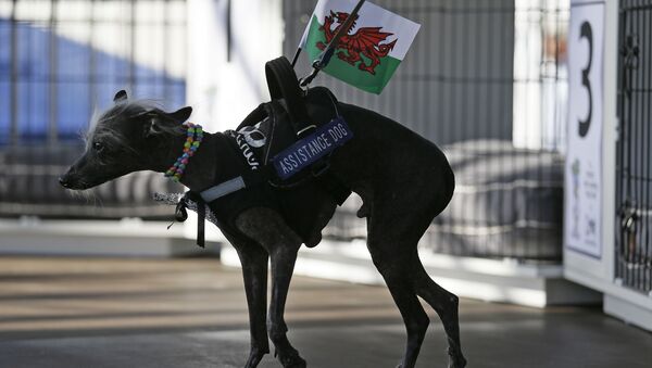 Самая уродливая собака Великобритании по кличке Чейз - Sputnik Азербайджан