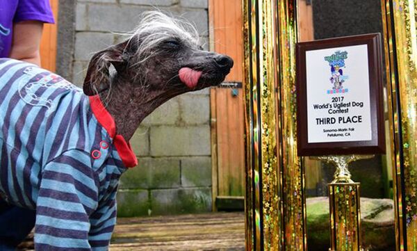 Самая уродливая собака Великобритании по кличке Чейз - Sputnik Азербайджан