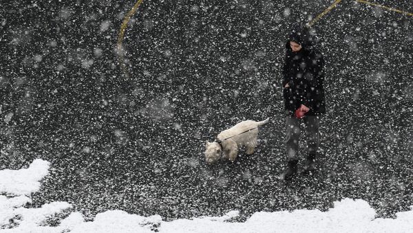 Девушка гуляет с собакой в Мытищах во время мартовского снегопада - Sputnik Азербайджан