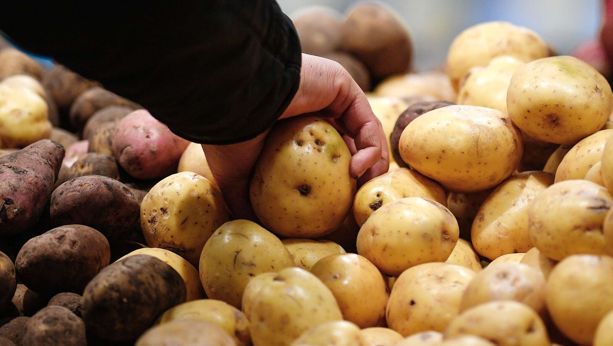 Купить Картофель В Прогрессе Амурской Области