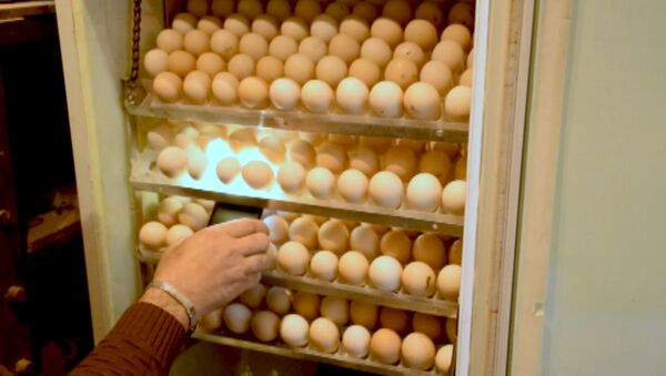 Азербайджанец растит птенцов без лекарств – видео самодельного инкубатора - Sputnik Азербайджан