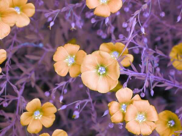 Снимок Flowers  фотографа Kate Adler, особо отмеченный в категории Infrared Color конкурса инфракрасной фотографии Life in Another Light - Sputnik Азербайджан
