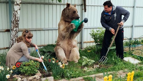 Невероятная жизнь медведя Степы - Sputnik Азербайджан