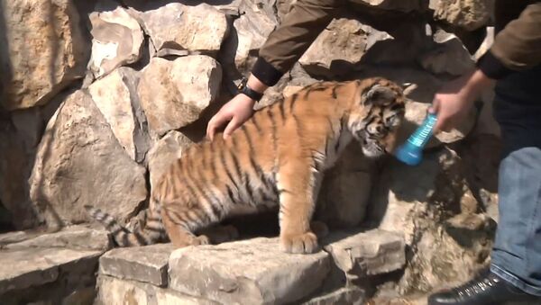 Слепой тигренок из зоопарка в Казани едет на операцию в Москву - Sputnik Азербайджан