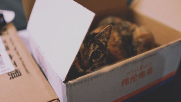 Котенок в коробке, фото из архива - Sputnik Азербайджан
