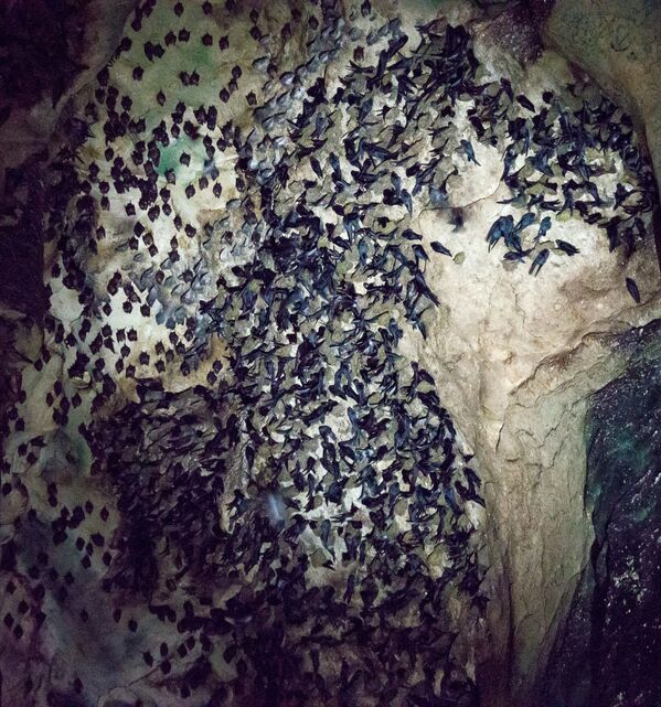 Летучие мыши в пещере Гомантонг в Малайзии - Sputnik Азербайджан
