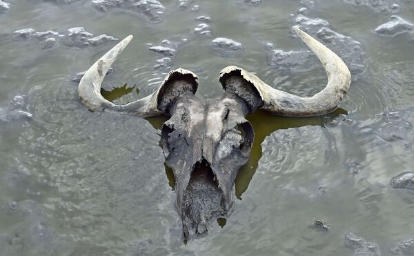 Череп гну на мелководье озера Натрон, Танзания - Sputnik Азербайджан