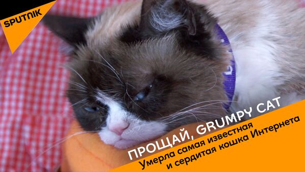 Прощай, Grumpy Cat - Sputnik Азербайджан