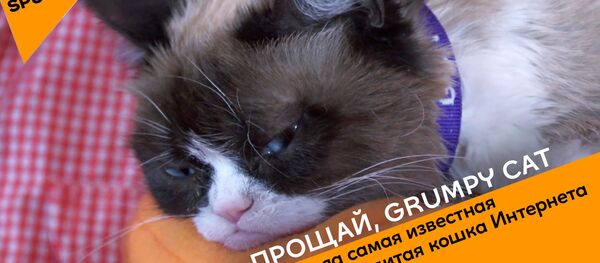 Прощай, Grumpy Cat - Sputnik Азербайджан