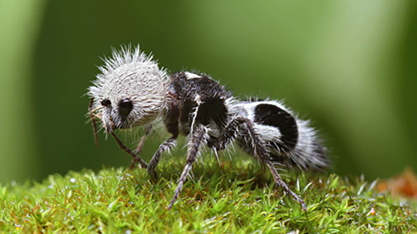 Вид ос, из-за необычной внешности прозванный муравьем-пандой - Sputnik Азербайджан