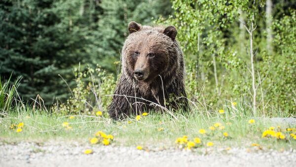 Медведь, фото из архива - Sputnik Азербайджан