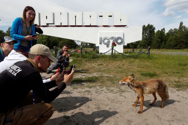Люди фотографируют лису в заброшенном городе Припять, недалеко от Чернобыльской АЭС, Украина - Sputnik Азербайджан
