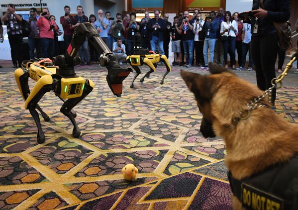 Собака К9 и робот-собака Spot во время конференции Amazon Re:MARS - Sputnik Азербайджан