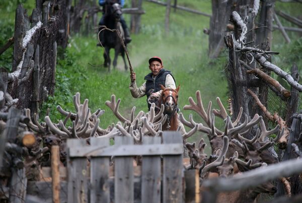 Погонщики оленей на ферме Alatau Maraly, Казахстан - Sputnik Азербайджан