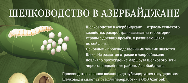 Инфографика - Шелководство в Азербайджане Инфографика - Шелководство в Азербайджане - Sputnik Азербайджан