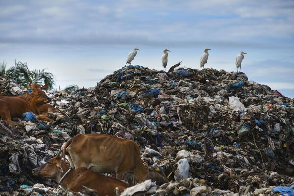 Цапли и коровы на мусорной свалке в индонезийском городе Мулабох - Sputnik Азербайджан