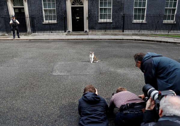 Представители прессы фотографируют кота Ларри у резиденции британских премьеров на Даунинг-стрит 10 в Лондоне - Sputnik Азербайджан