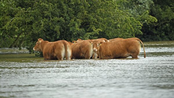 Крупный рогатый скот застрял в паводковой воде в Thorpe Culvert, в Линкольншире - Sputnik Azərbaycan