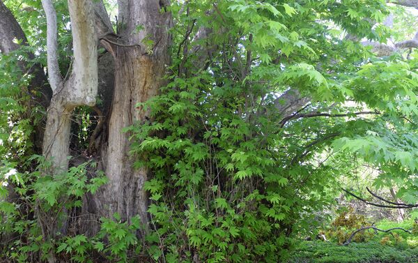 Tovuz rayonu Qovlar şəhərində 1000 yaşlı ağac - Sputnik Azərbaycan