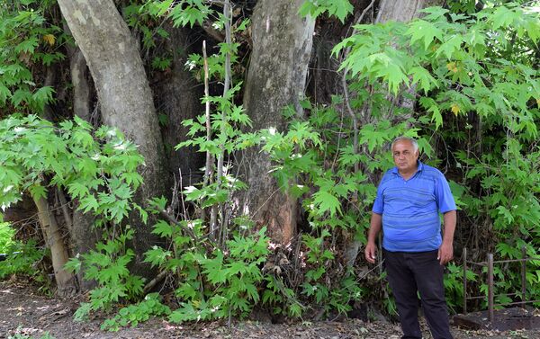 Tovuz rayonu Qovlar şəhərində 1000 yaşlı ağac - Sputnik Azərbaycan