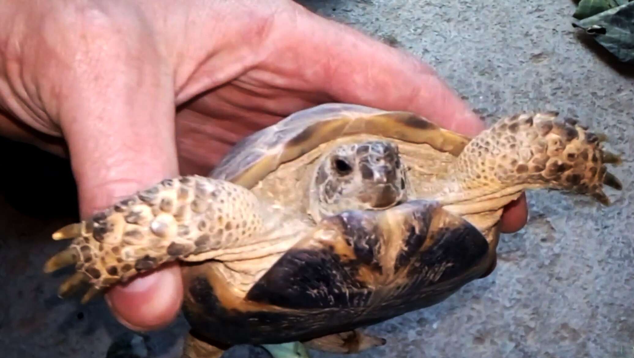 В Казахстане освободили более 4 тысяч редких черепах - новости о спасении уникальных животных в стране В Казахстане освободили более 4 тысяч редких черепах - новости о спасении уникальных животных в стране