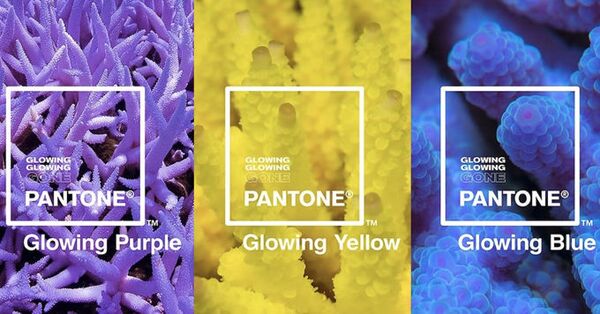 Pantone посвятили три новых цвета исчезающим видам кораллов Pantone посвятили три новых цвета исчезающим видам кораллов - Sputnik Азербайджан