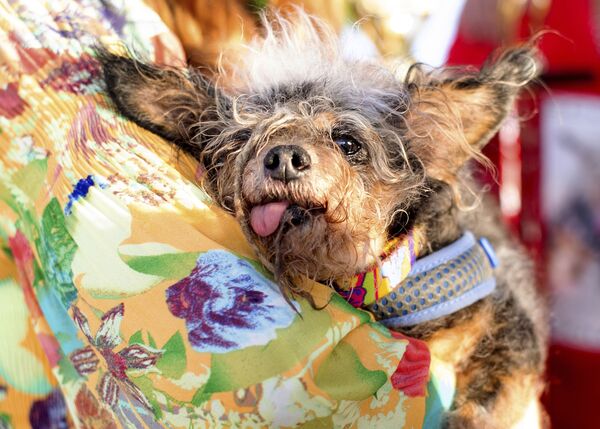 Пес по кличке Бродяга выиграл конкурс на самую уродливую собаку в США - Sputnik Азербайджан