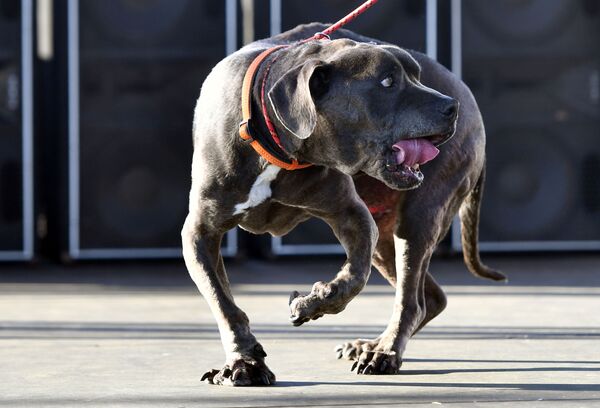 Собака по кличке Grendol участвует в конкурсе Самая уродливая собака года, США - Sputnik Азербайджан