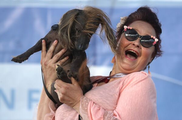 Собака по кличке Himisaboo участвует в конкурсе Самая уродливая собака года, США - Sputnik Азербайджан