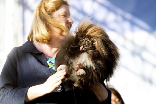 Собака по кличке Wild Thang участвует в конкурсе Самая уродливая собака года, США - Sputnik Азербайджан