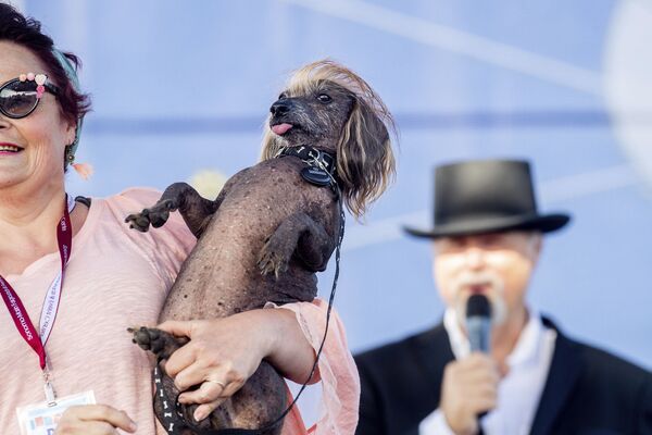 Собака по кличке Himisaboo участвует в конкурсе Самая уродливая собака года, США - Sputnik Азербайджан