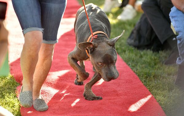 Собака по кличке Grendol участвует в конкурсе Самая уродливая собака года, США - Sputnik Азербайджан