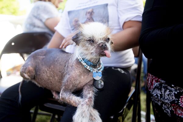 Собака по кличке Tee Tee участвует в конкурсе Самая уродливая собака года, США - Sputnik Азербайджан