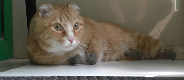 Отморозивший лапы кот снова начал ходить Отморозивший лапы кот снова начал ходить - Sputnik Азербайджан