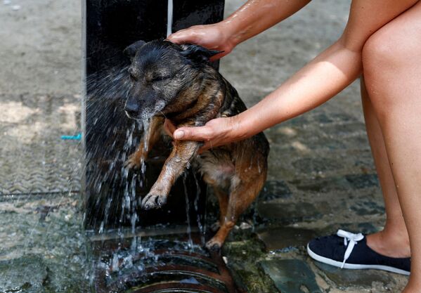 Женщина купает собаку в фонтане в жаркий летний день в Брюсселе, Бельгия - Sputnik Azərbaycan