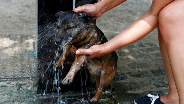 Женщина купает собаку в фонтане в жаркий летний день в Брюсселе, Бельгия - Sputnik Азербайджан