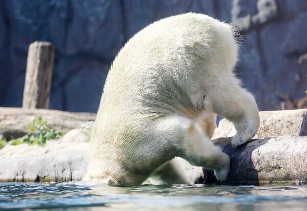 Белый медведь по имени Nanook прыгает в воду в зоопарке в Гельзенкирхене, западная Германия - Sputnik Азербайджан